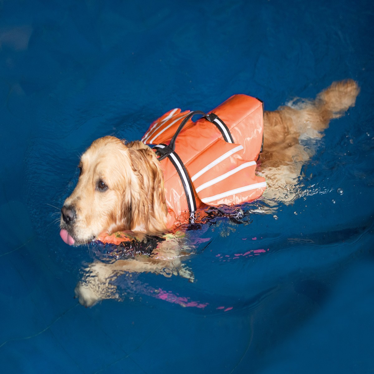 Giubbotto di salvataggio per c - Life Jacket recensione e prezzo